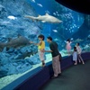 คำอธิบาย: คำอธิบาย: คำอธิบาย: คำอธิบาย: คำอธิบาย: คำอธิบาย: Siam Ocean World ( Under Water World )